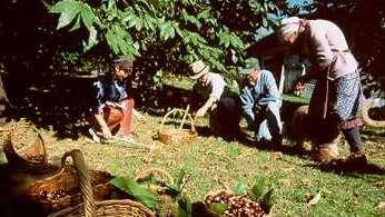 La storia della farina di castagne raccontata da Linea Verde