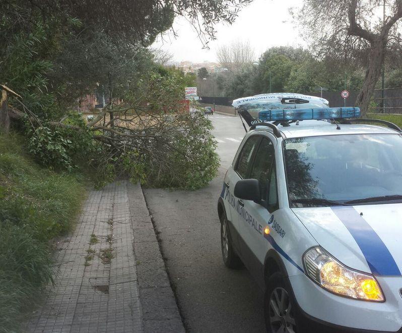 Alberi e rami abbattuti e finiti sui marciapiedi