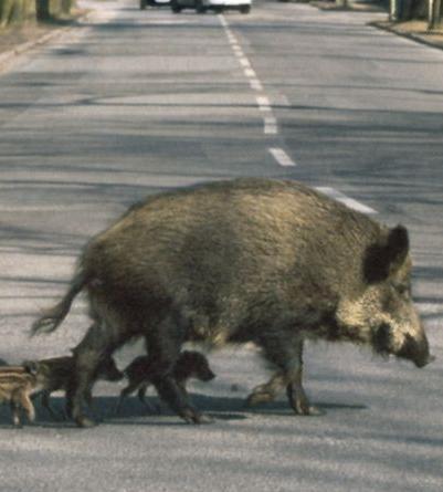 Cinghiali che attraversano la strada in una foto d'archivio