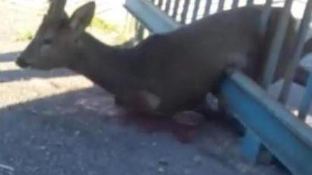 Capriolo incastrato in un’inferriata, lo salvano i poliziotti