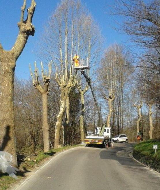 Al via la potatura degli alberi sulla Sarzanese