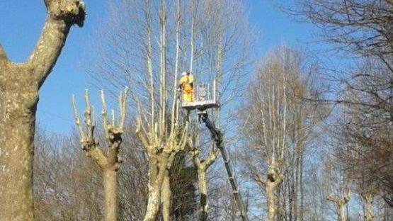 Al via la potatura degli alberi sulla Sarzanese