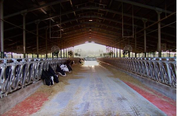 Le stalle della Società bonifiche sarde