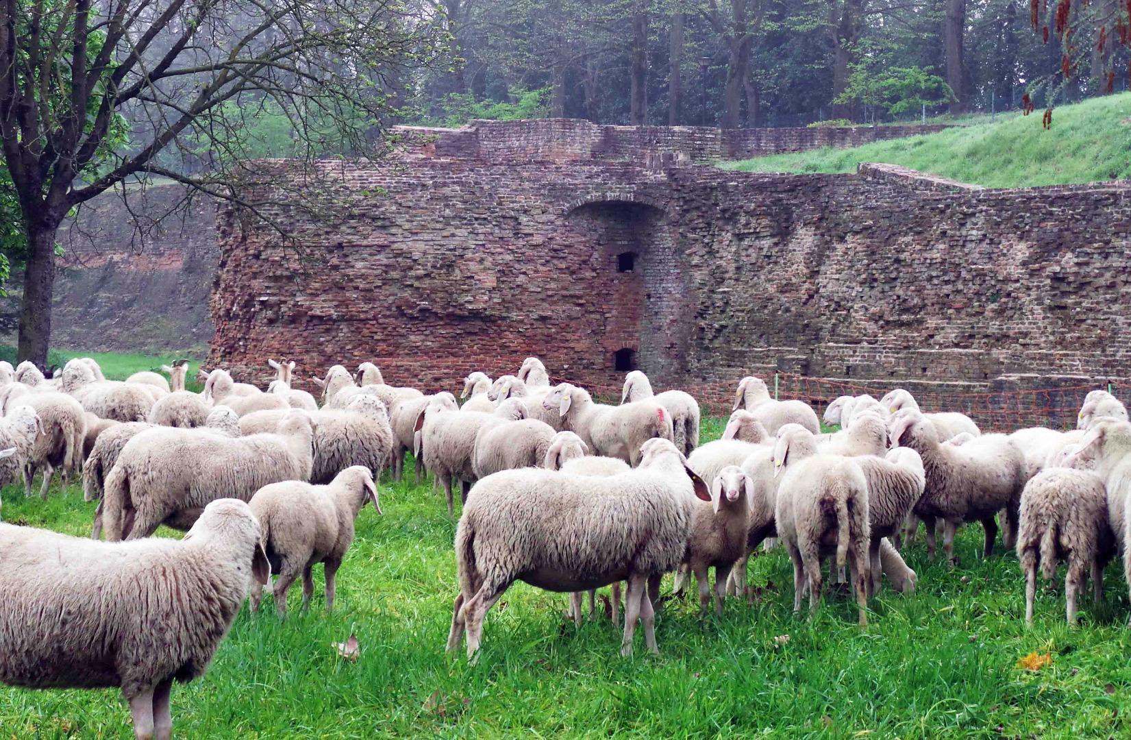 Pecore nel Sottomura