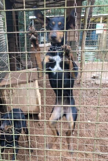 Martellino, M5s non molla: «Come stanno i cani trasferiti?»