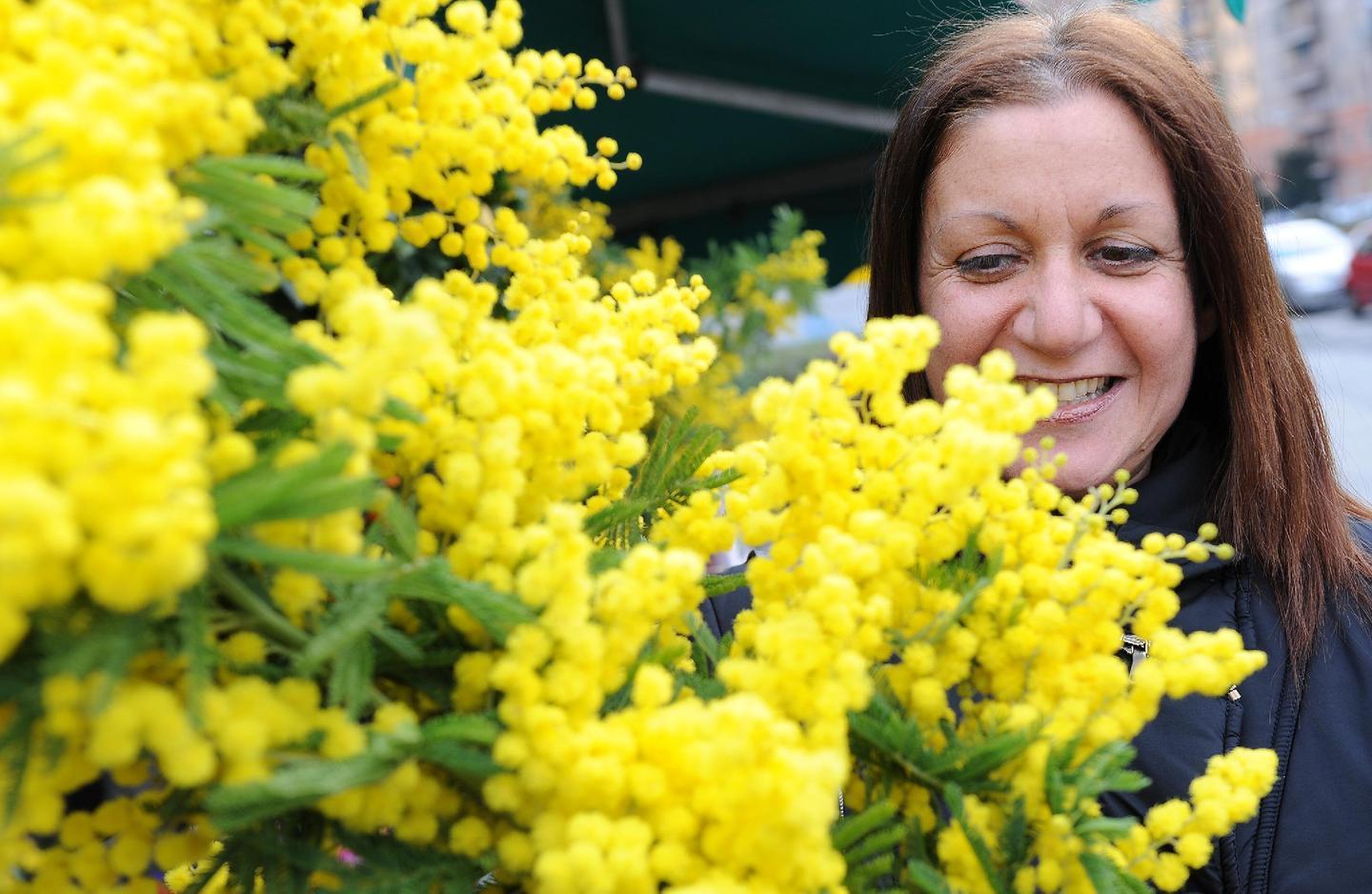 Mimose “abusive”, multe per 32mila euro a Modena