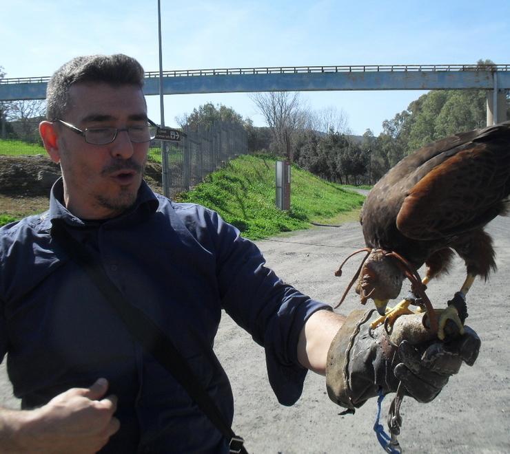 Le pattuglie di falchi hanno scacciato i piccioni 