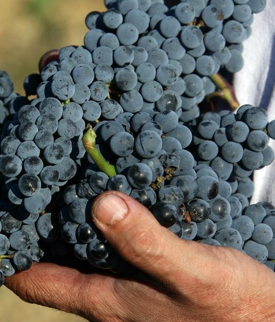 Il consorzio Montecucco a Düsseldorf
