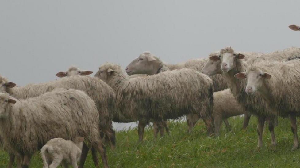Il comitato si registra e cerca un avvocato