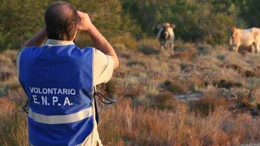 Cavallo maltrattato a Usini, una denuncia