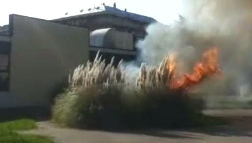 Modena Est, paura per aiuola in fiamme