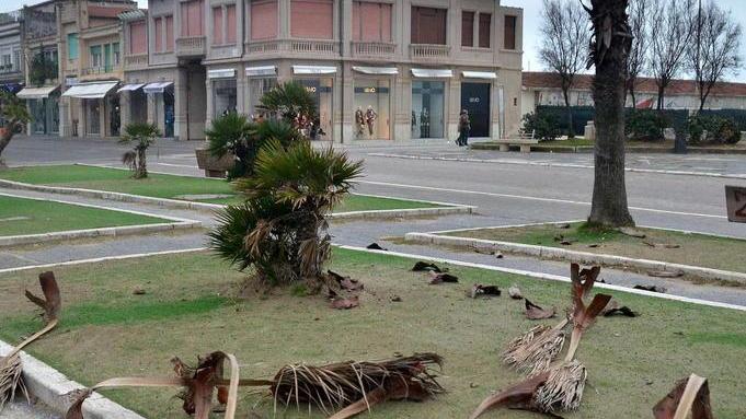 Nuove piante in Passeggiata e piazza d’Azeglio