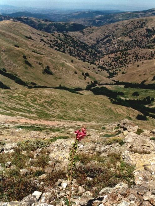 I volontari adottano “Gilorthi” 