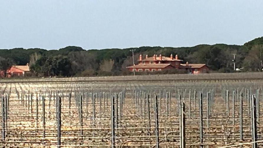 Uno scorcio del vitigno e della tenuta La Madonnina a Bolgheri
