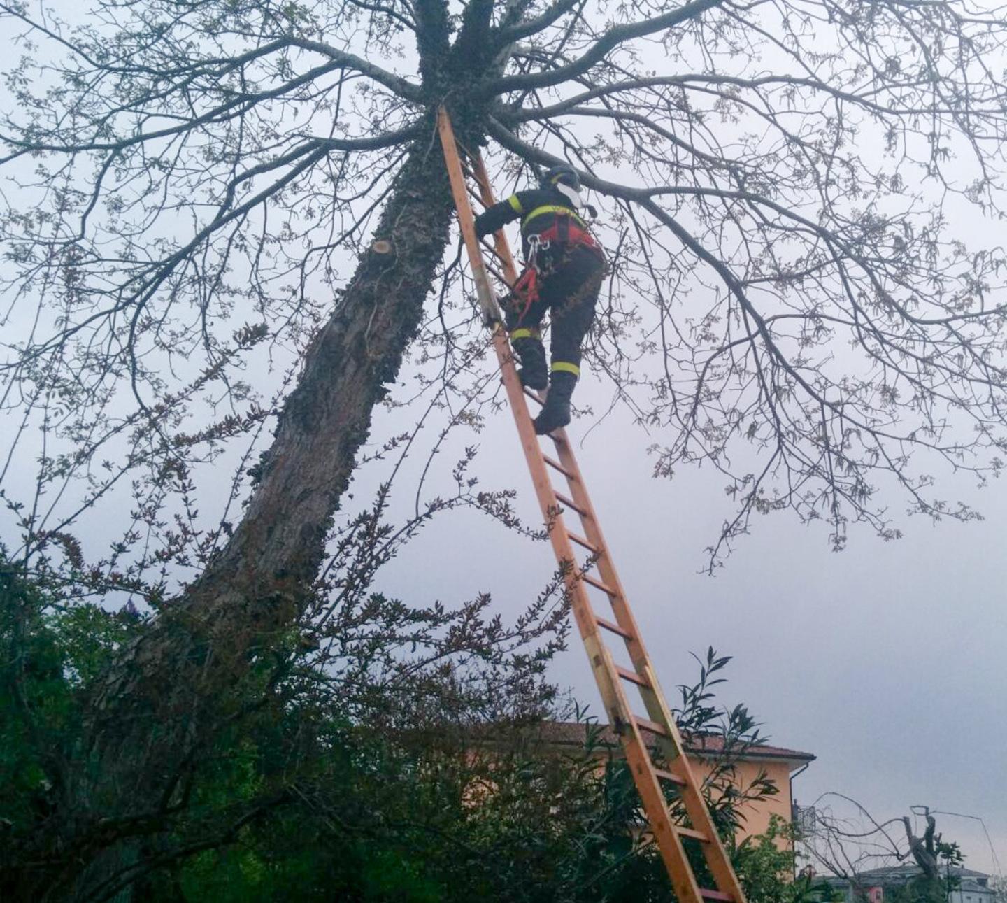Sale sull’albero per potare ma rimane imprigionato 