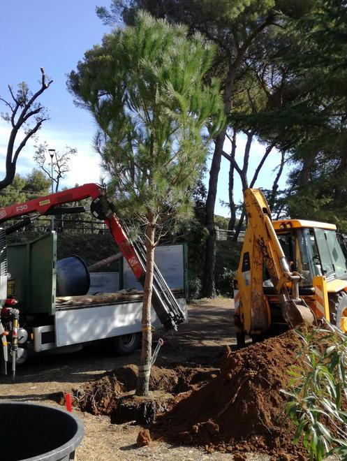 Piantati i primi alberi in pineta 