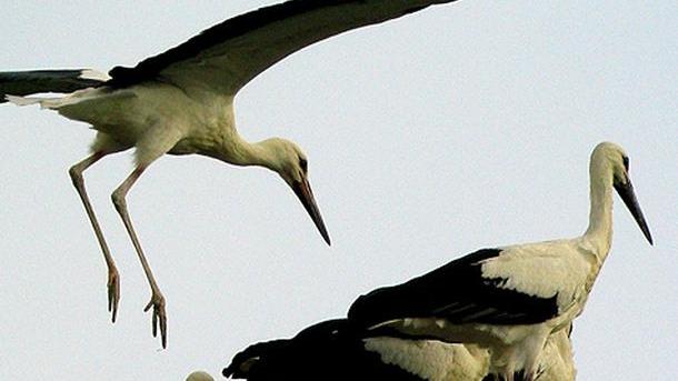 Le cicogne fanno il nido a Giave. Il sindaco: «Salviamo la specie» 