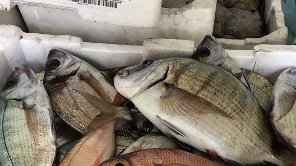 Confiscati sette chili di prodotti ittici