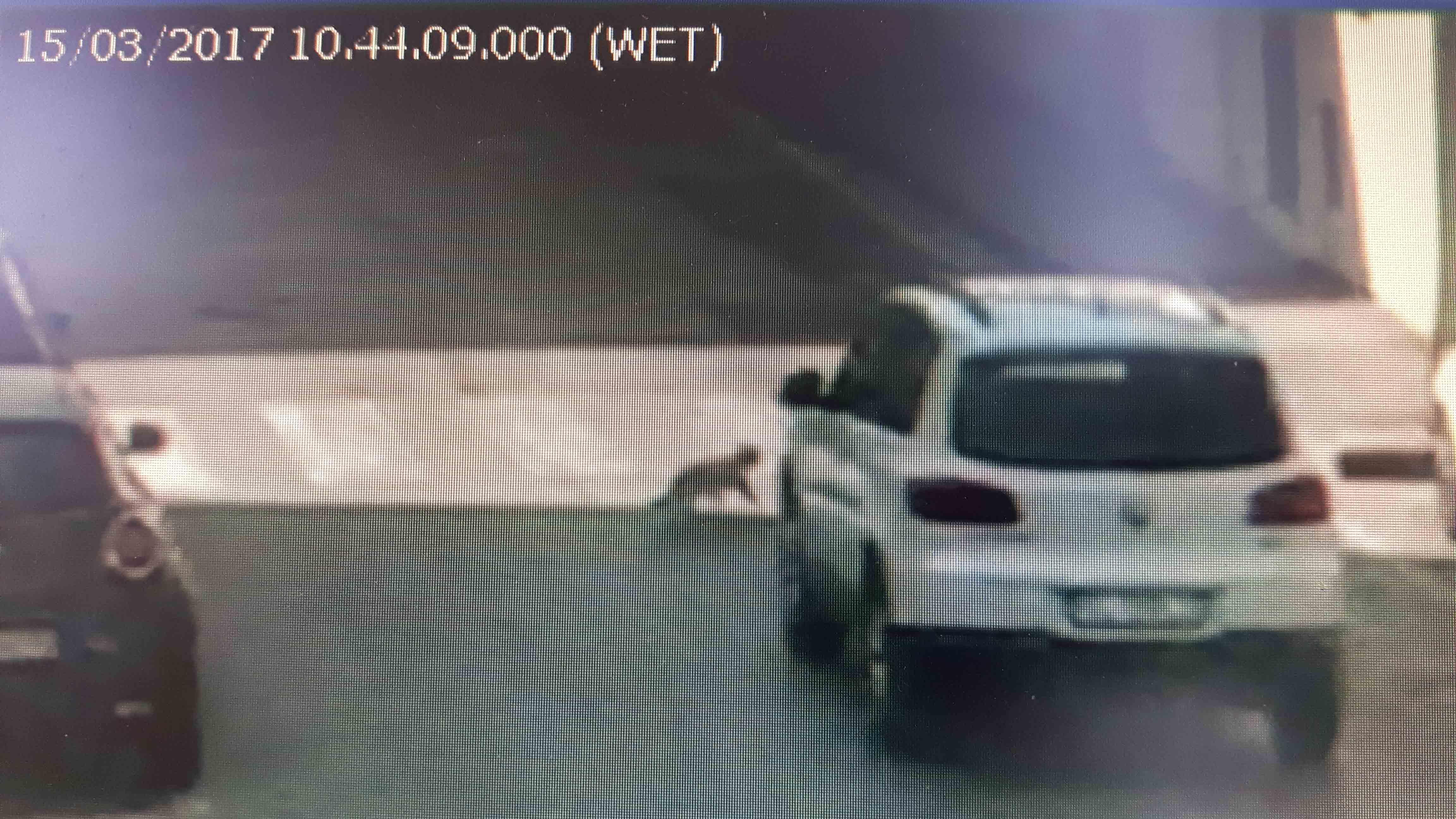 Il gatto un momento prima di essere investito dal Suv in via Roma