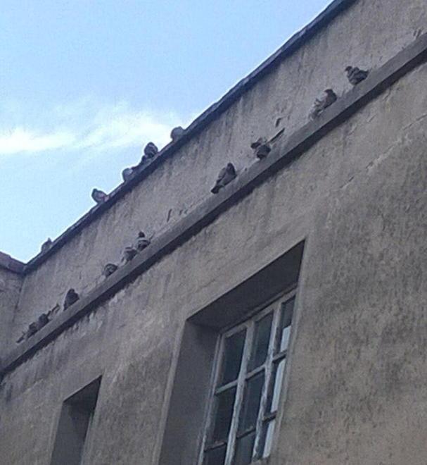 Nuova arma contro i piccioni un gel che scambiano per fuoco