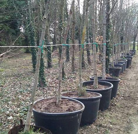 «Basta bufale, nel parco nessun albero abbattuto»