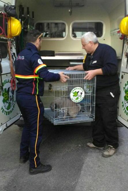 Incendio in casa, una donna e il cane intossicati ma salvi 