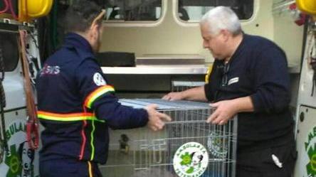 Incendio in casa, una donna e il cane intossicati ma salvi