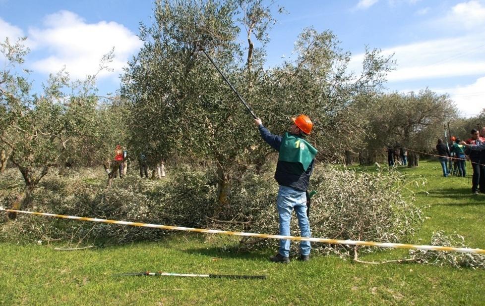 Potatura degli olivi, il concorso trasloca in città