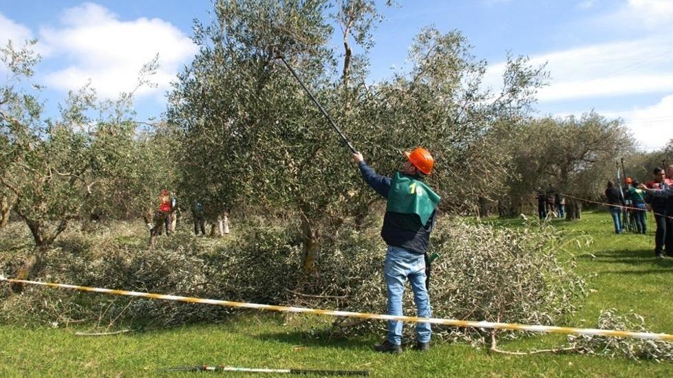 Potatura degli olivi, il concorso trasloca in città