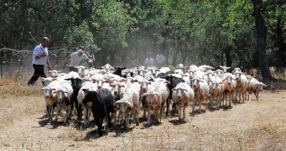 “Sa paradura” per gli allevatori di Cascia colpiti dal sisma