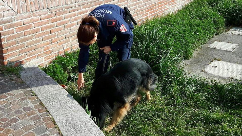 Bilancino per la droga trovato al Marconi