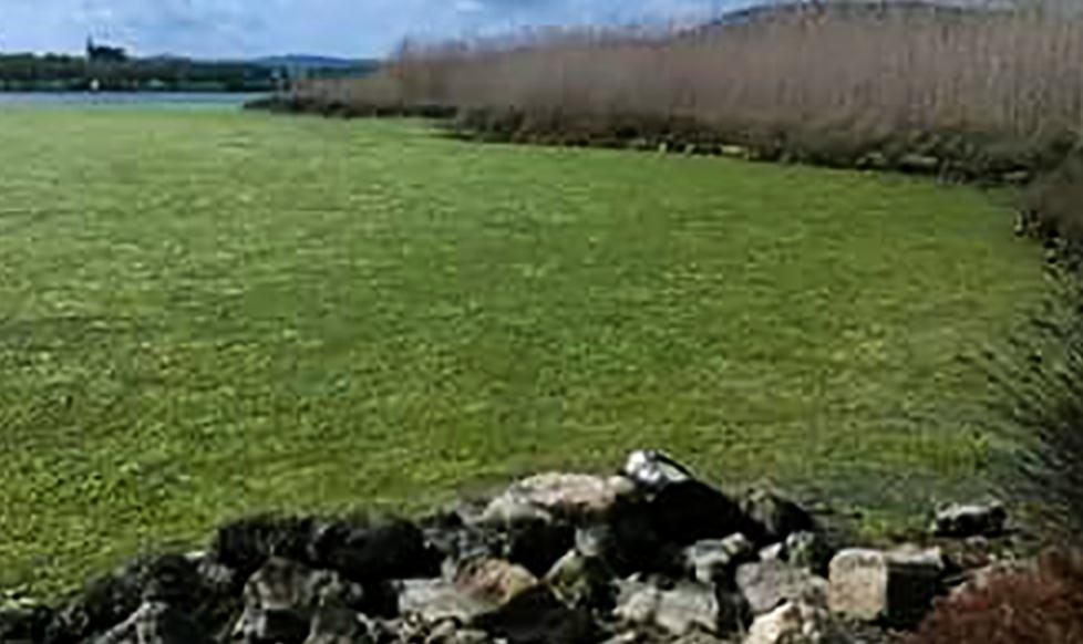 Il “boom algale” causato dal caldo 