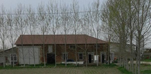 Copparo, allevamento irregolare: sequestrati 4.250 maiali  