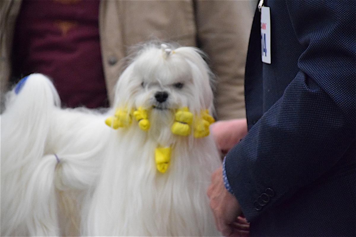 Reggio Emilia, seimila cani e 300 razze diverse in mostra alle Fiere