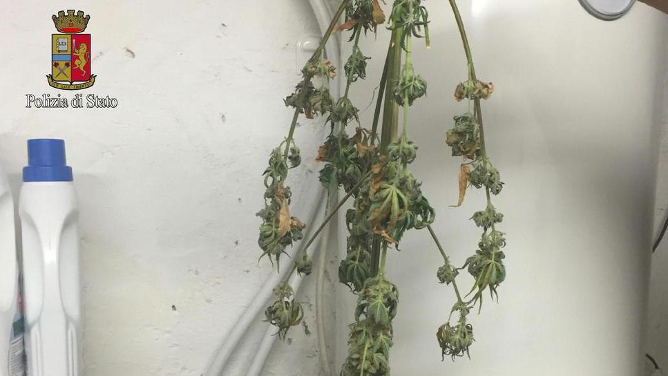 Coltiva la marijuana nella rimessa