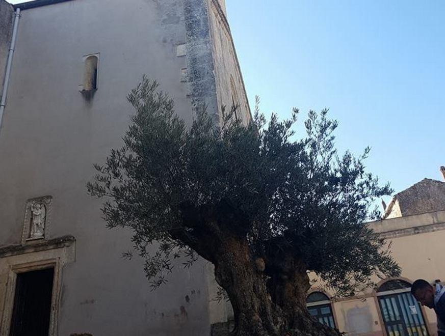 Un bonsai di olivo al posto delle palme
