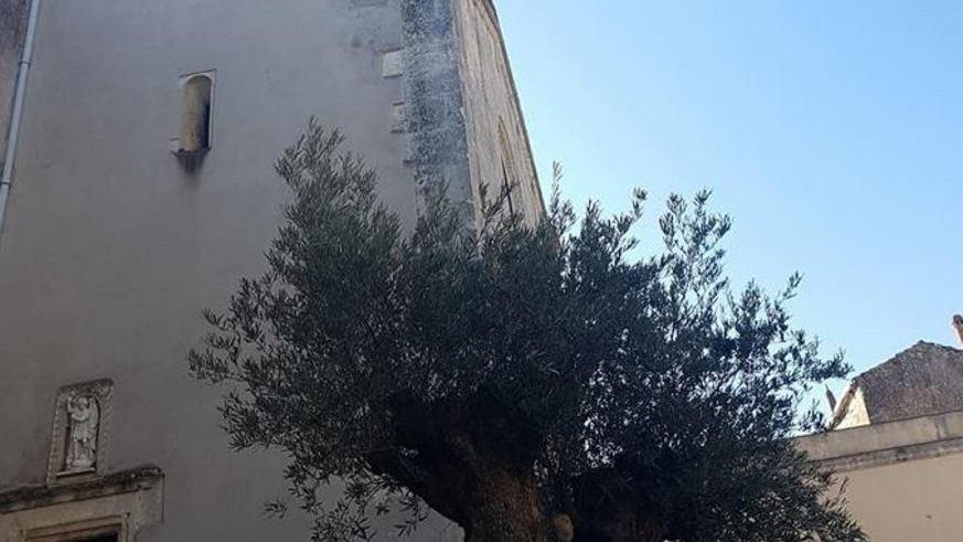 Un bonsai di olivo al posto delle palme