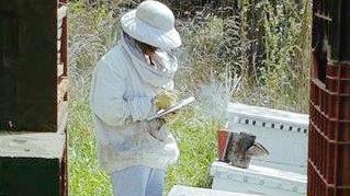 Progetto Sardegna-Argentina per studiare le malattie delle api