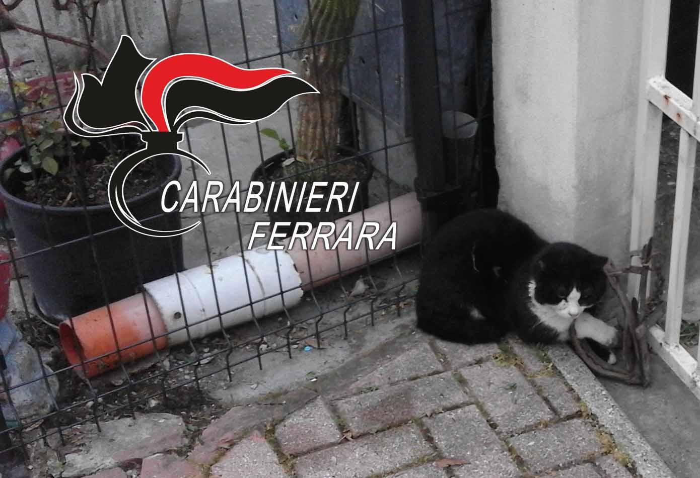 Il gatto intrappolato nella tagliola