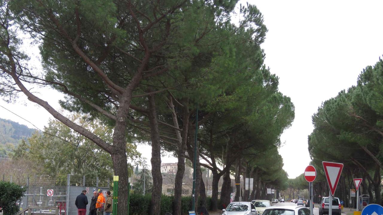 Viale Galiei alla rotonda con via Marradi