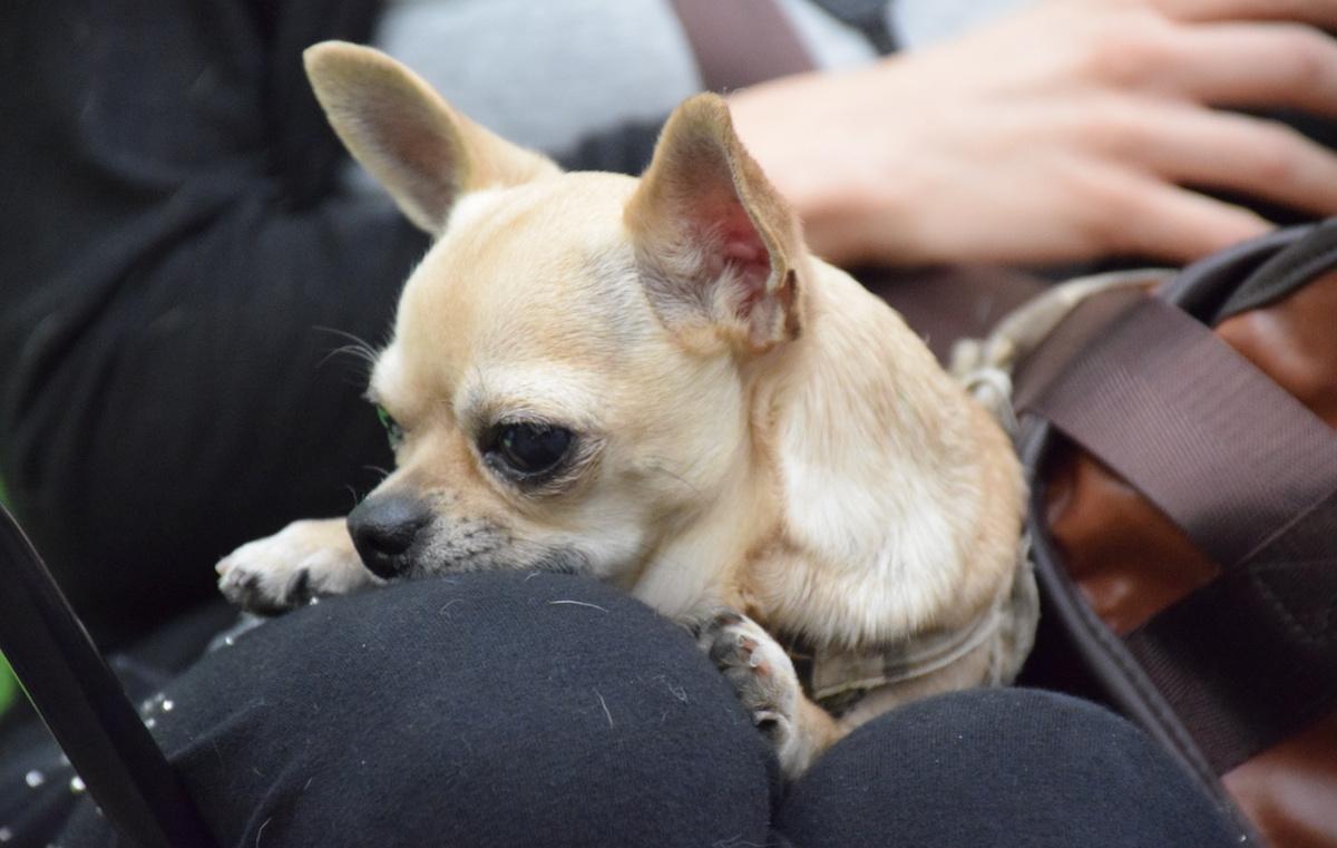 Da tutta Europa alla mostra canina 