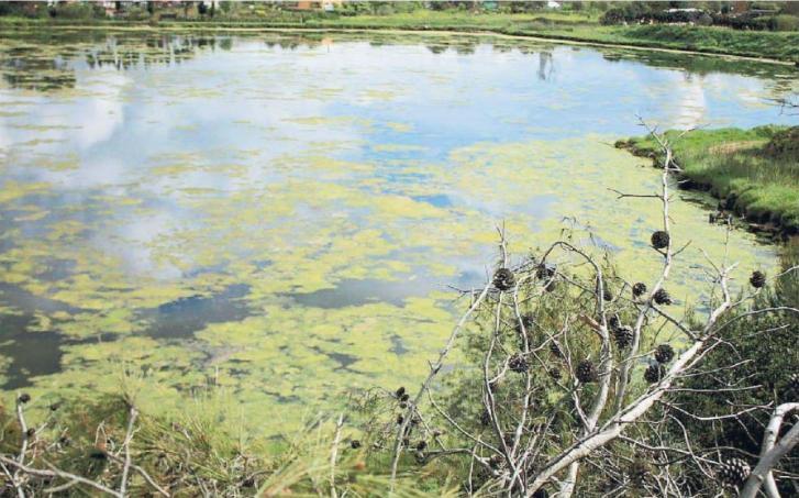 Lo stagno del Calik infestato dalle alghe