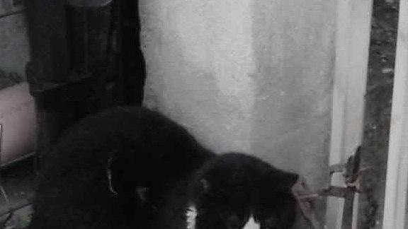 Gatto, arto amputato dalla tagliola