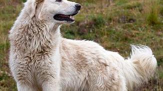 Il cane pastore è la soluzione più “naturale”