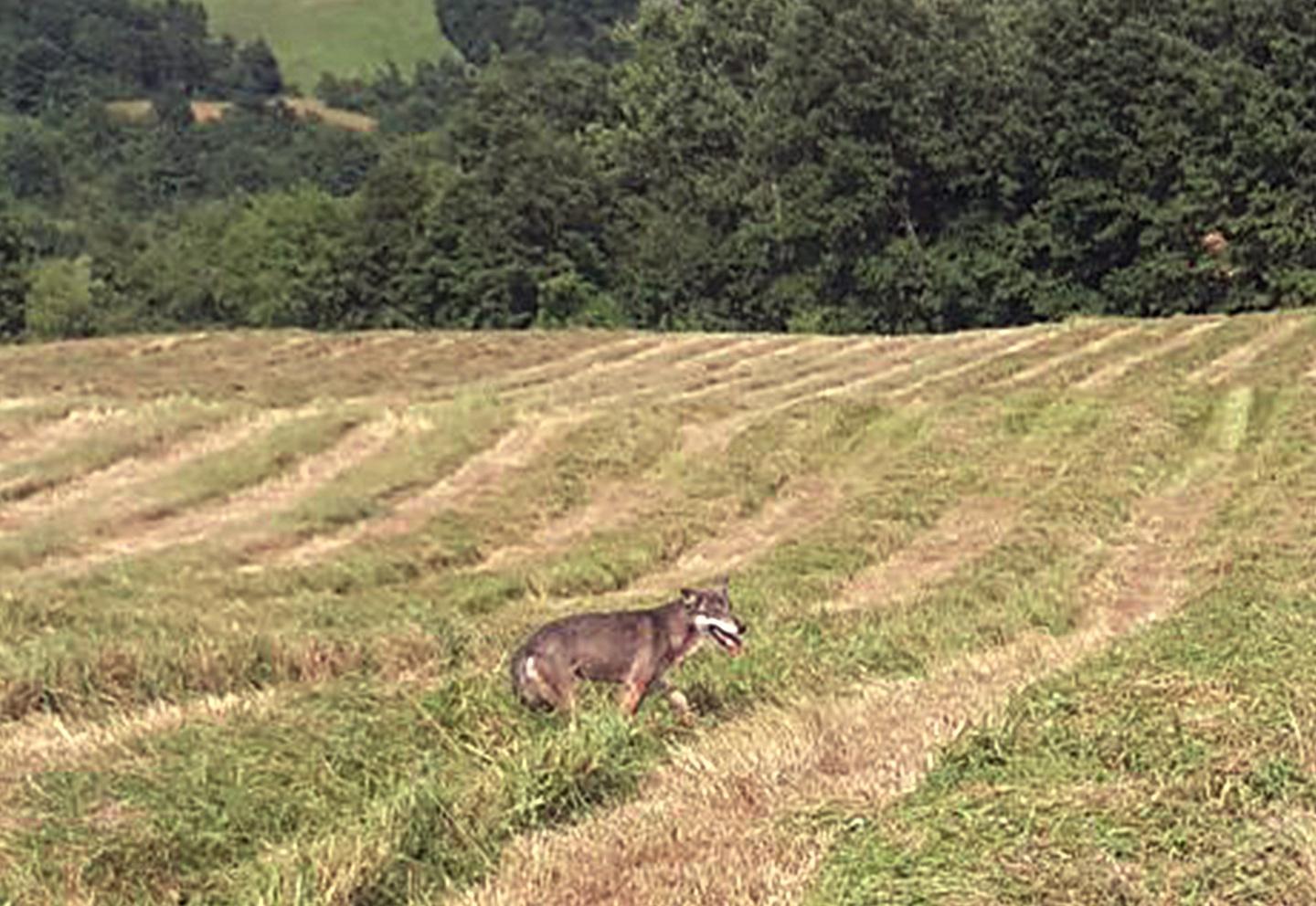 Appennino modenese, l'esperto: «Abbattere i lupi? Follia Nel 2016 danni al minimo»  