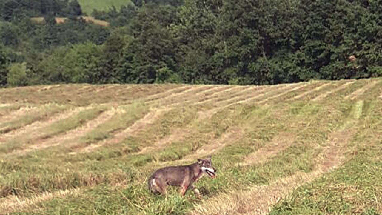 Appennino modenese, l'esperto: «Abbattere i lupi? Follia Nel 2016 danni al minimo»