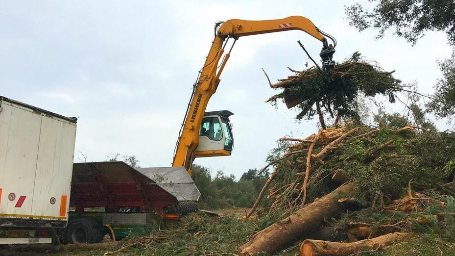 Sparisce altro bosco lungo l’Aurelia, scattano le verifiche