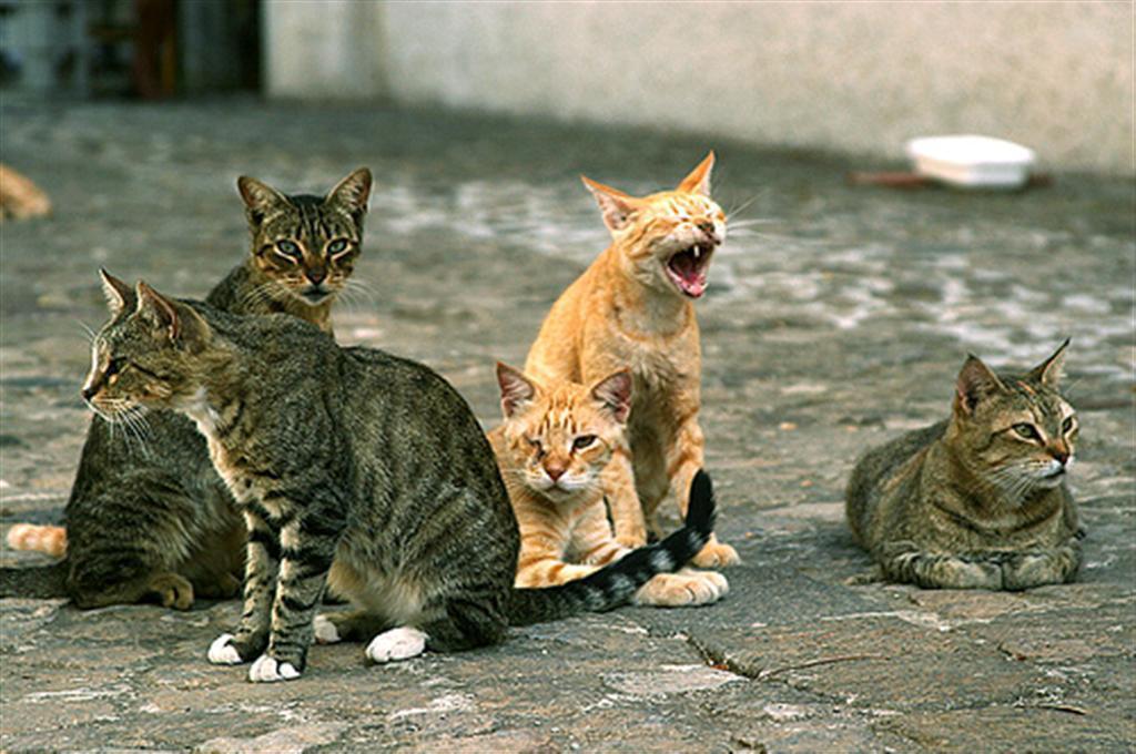 Un gruppo di gatti randagi in una foto d'archivio