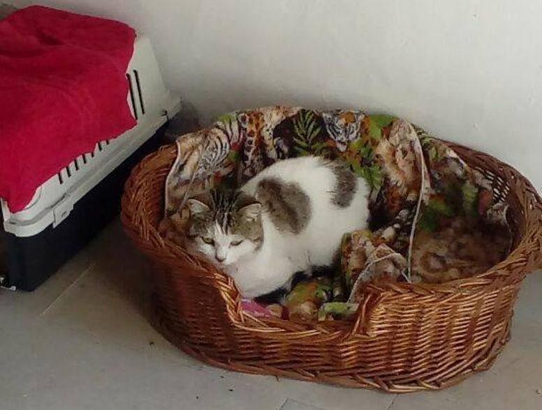 Rocco, il gatto mascotte del Museo del Grano di Ortacesus
