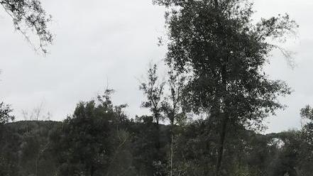 Sparisce altro bosco lungo l’Aurelia Scattano le verifiche